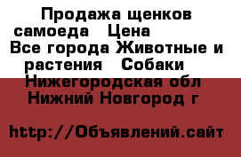 Продажа щенков самоеда › Цена ­ 40 000 - Все города Животные и растения » Собаки   . Нижегородская обл.,Нижний Новгород г.